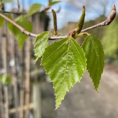 Betula Platyphylla Japonica Leaf Water (자작나무잎수)
