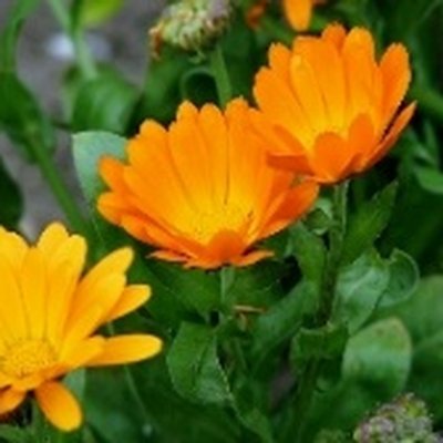 Calendula Flower Water (칼렌듈라수)