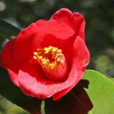 Camellia Flower Water (동백나무꽃수)