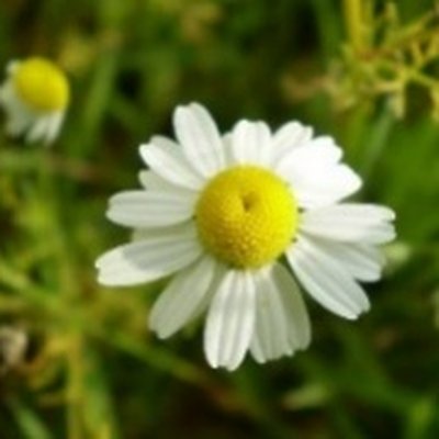 Chamomile Water (카모마일수)