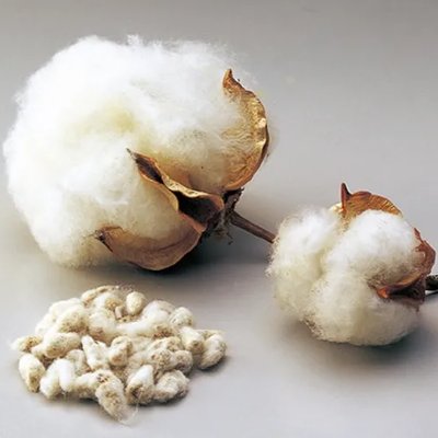 Cotton Fruit Water (목화열매수)