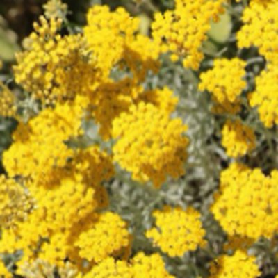 Everlasting Flower Water (에버래스팅꽃수)