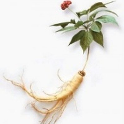 Ginseng Root Water (인삼수)