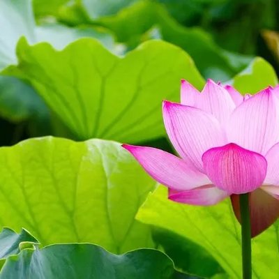 Lotus Water (연꽃꽃수)