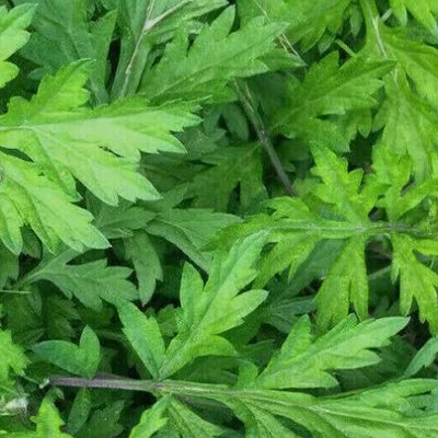 Mugwort Water (쑥잎수)