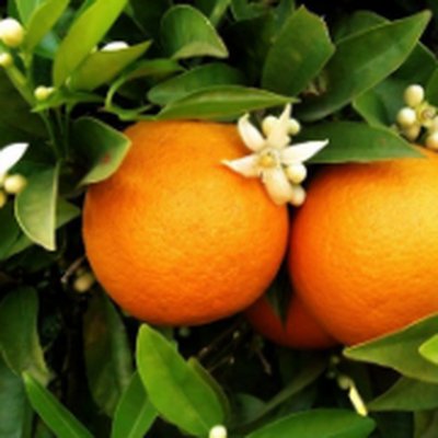 Orange Flower Water (오렌지꽃수)