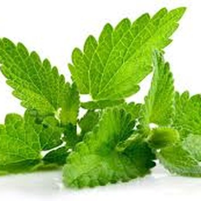 Peppermint Water (페퍼민트꽃/잎/줄기수)