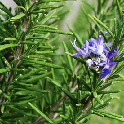 Rosemary Water (로즈마리수)