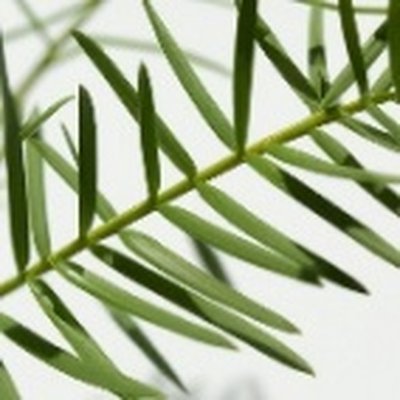 Tea Tree Leaf Water (티트리잎수)