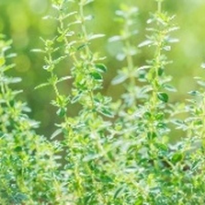 Thyme Leaf Water (타임잎수)