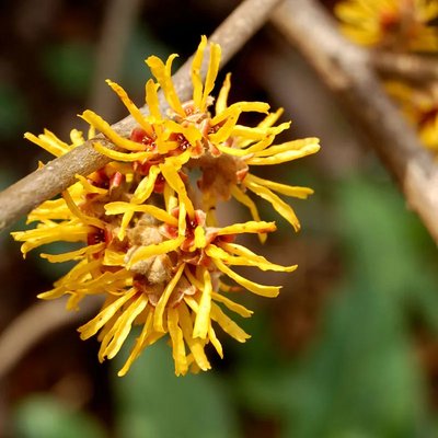 Witch Hazel Water (위치하젤꽃수)