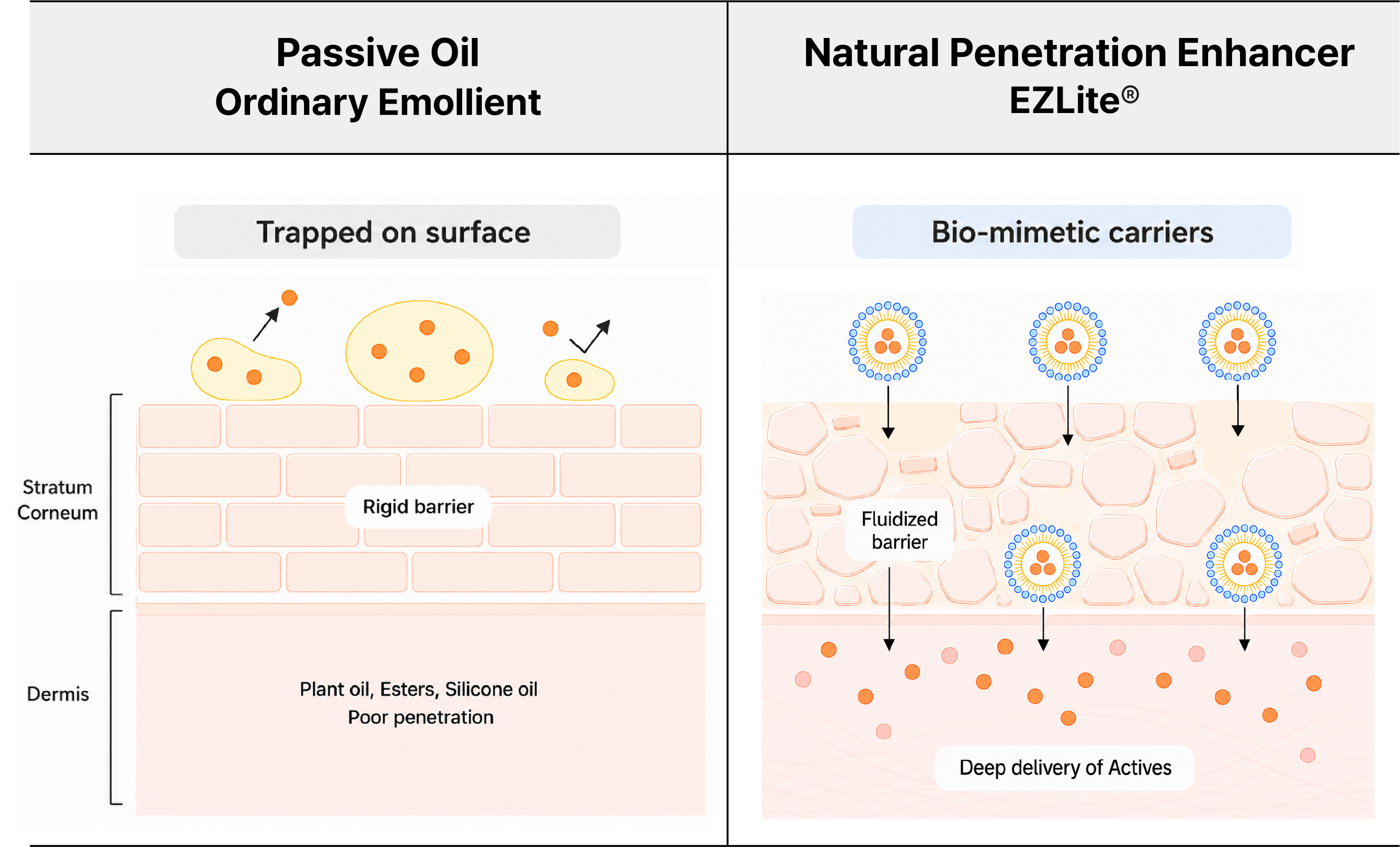 Discover 10× Faster Skin Absorption with EZLite®