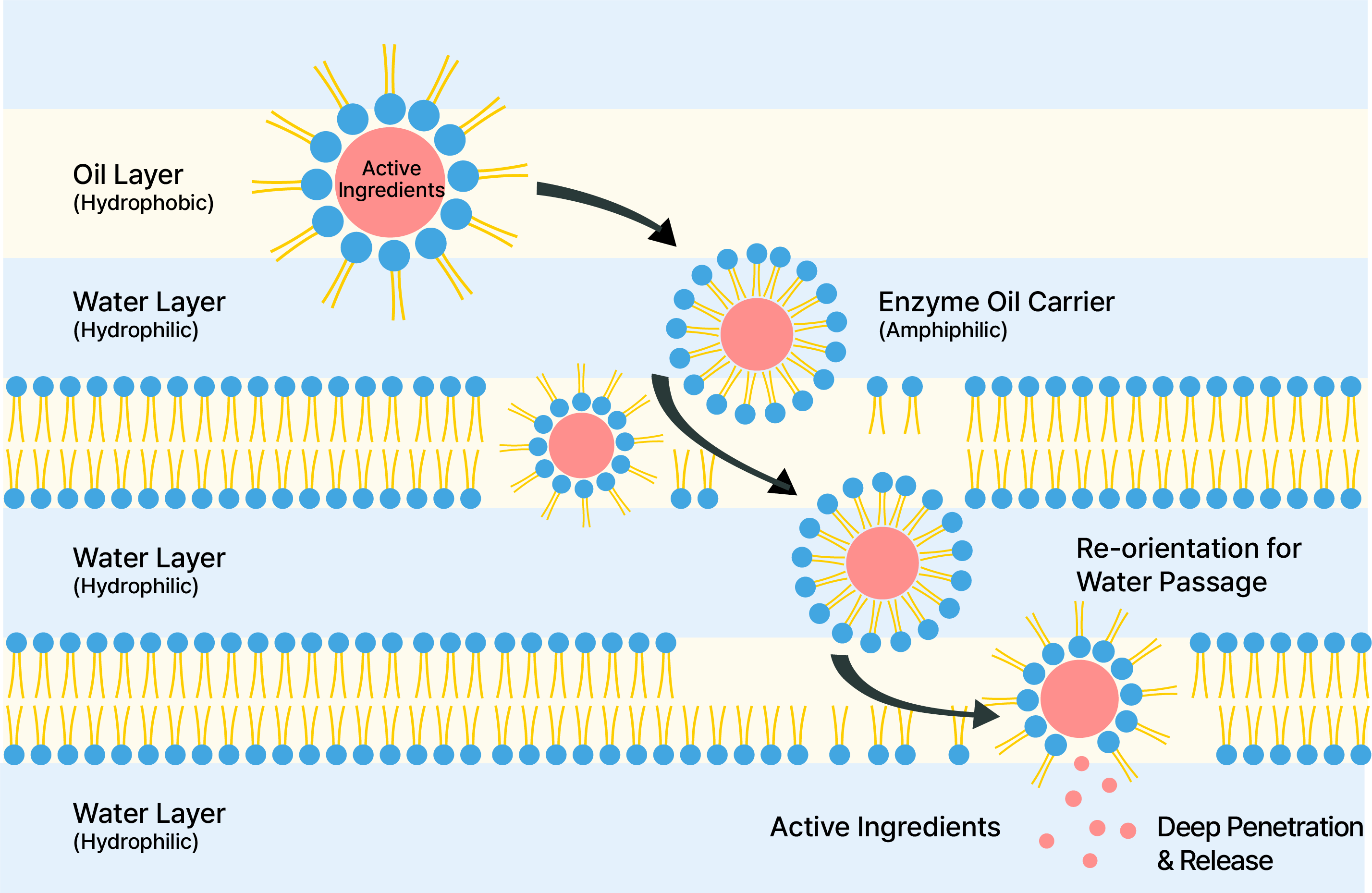 Discover 10× Faster Skin Absorption with EZLite®